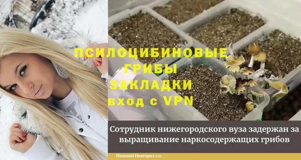 индика Новодвинск